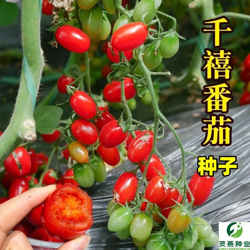 千禧小番茄圣女果苗种孑樱桃小西红柿种子种籽四季盆栽喜水果台湾