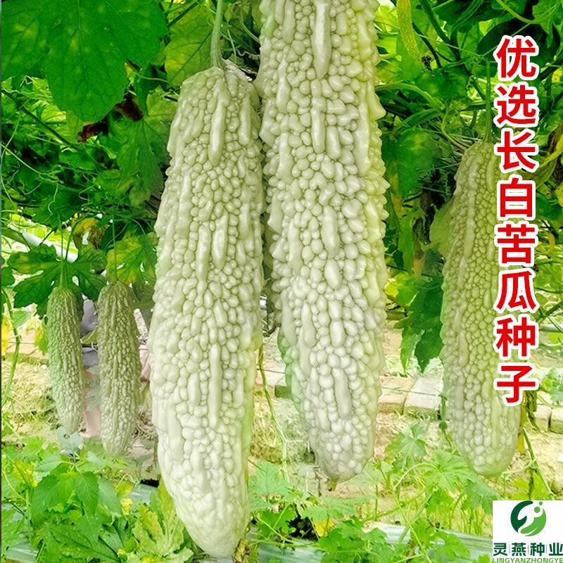 白玉苦瓜种籽长白苦瓜籽阳台凉瓜种子春秋冬季苗四季春季蔬菜种孑