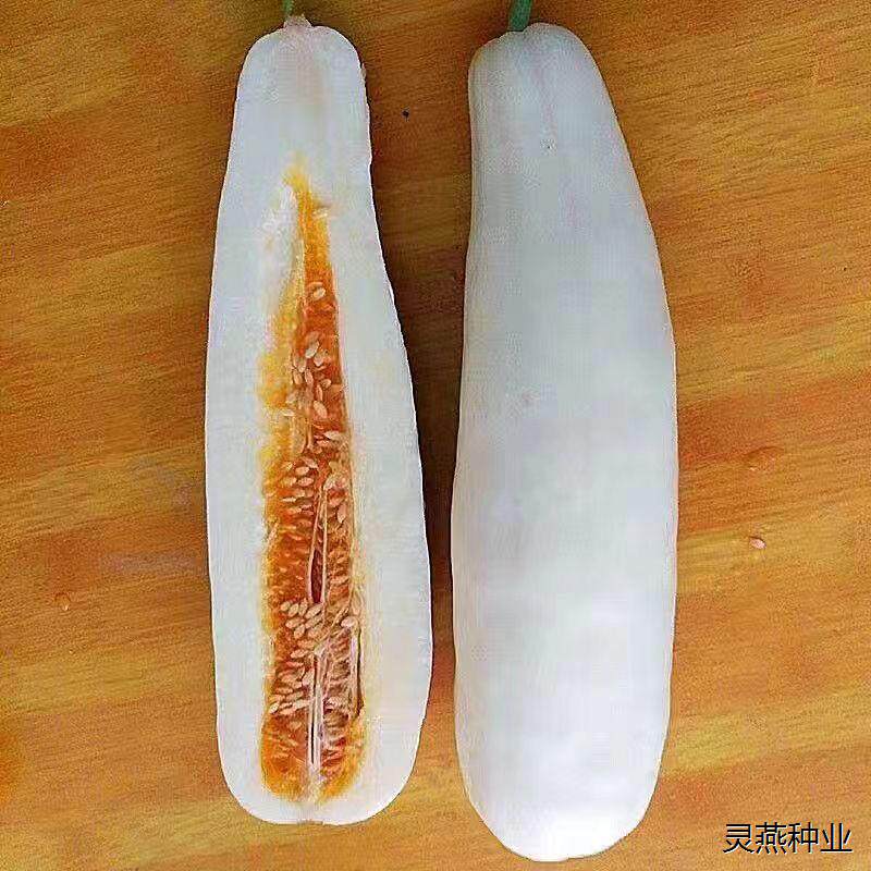 白皮羊角蜜甜瓜种籽羊角酥种子香瓜正品春夏季水果超甜种孑脆甜甜