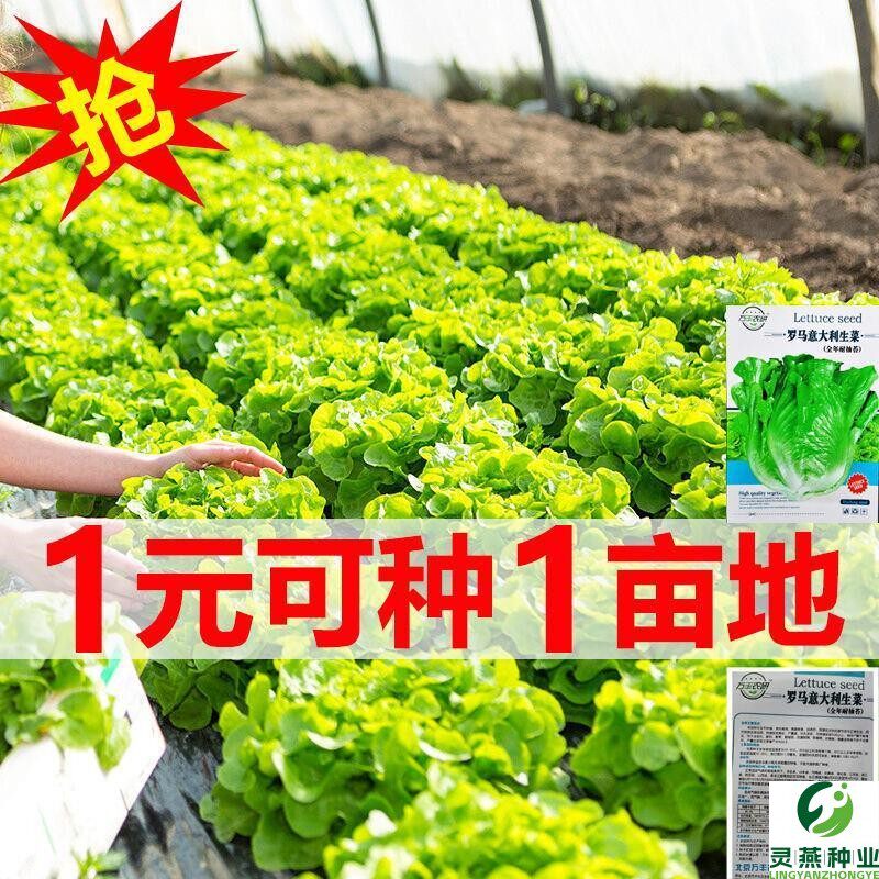 【速生】四季奶油生菜种子可生吃阳台庭院盆栽玻璃生菜蔬菜种子