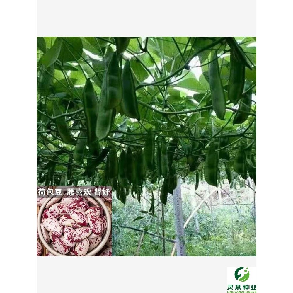 荷包豆种子豆种子高产长寿豆种子大肾豆皇帝豆种子蔬菜种子