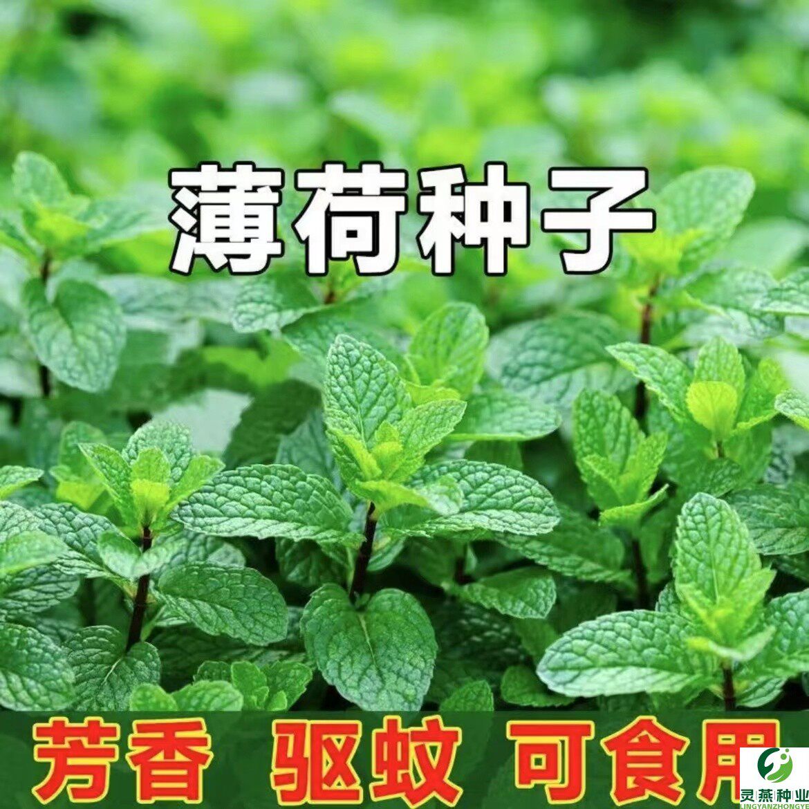 食用薄荷种子柠檬薄荷种子驱蚊花草植物种子四季阳台盆栽薄荷种籽