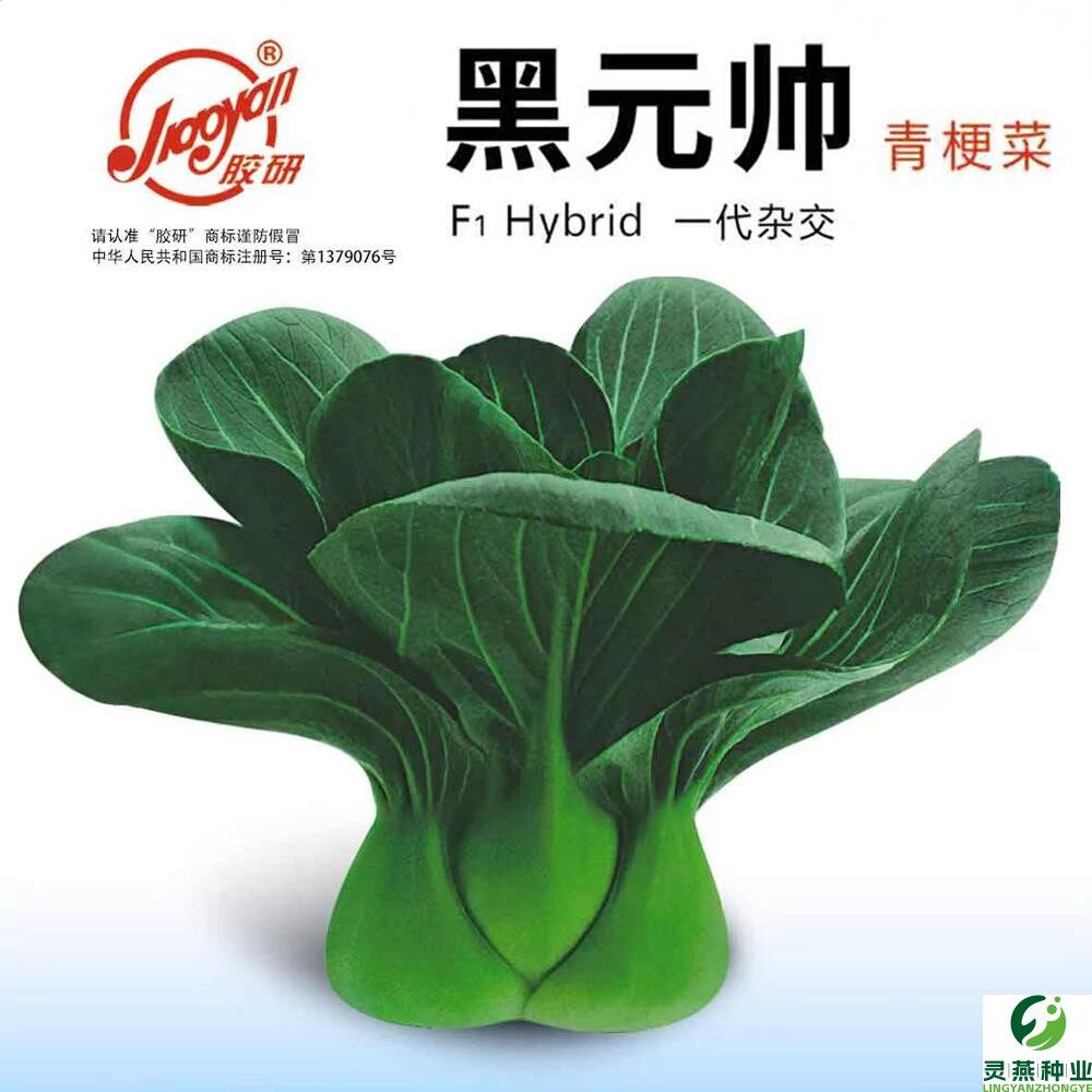 黑元帅青梗菜种籽上海青种孑蔬菜籽四季秋冬种子苏州青小白菜孑叶
