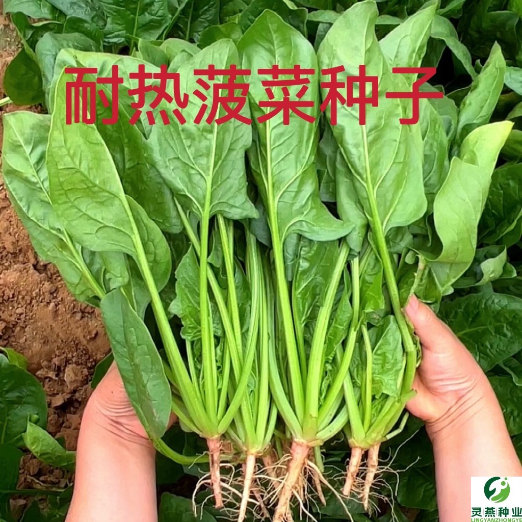【耐热菠菜种子】夏季种植耐热耐抽苔菠菜种子盆栽地栽种植种子