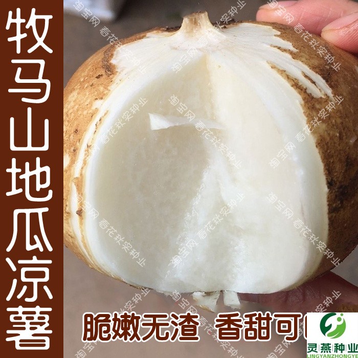 早熟牧马山地瓜种子 沙葛凉茹凉薯蔬菜籽 高产生食无渣脆甜多汁孑