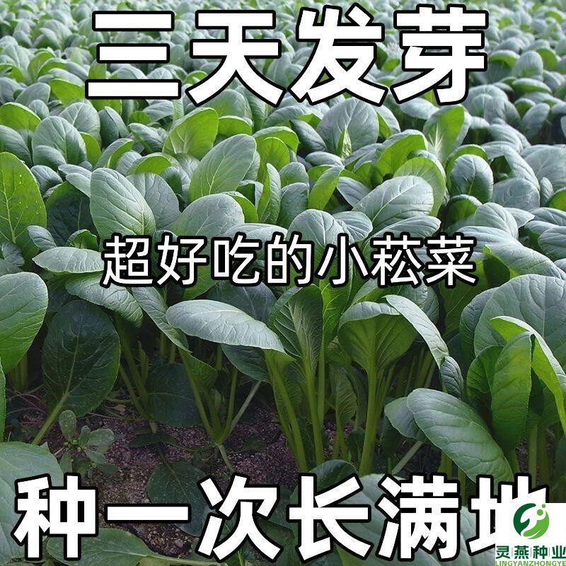 超耐热小松菜种子小菘菜甜脆速生高产青梗菜青松菜阳台蔬菜种子