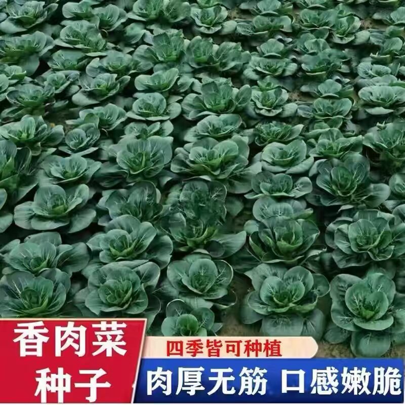 肉肉青黑美人青梗秋季蔬菜四季种籽高产华东籽种菜种低温高温耐寒