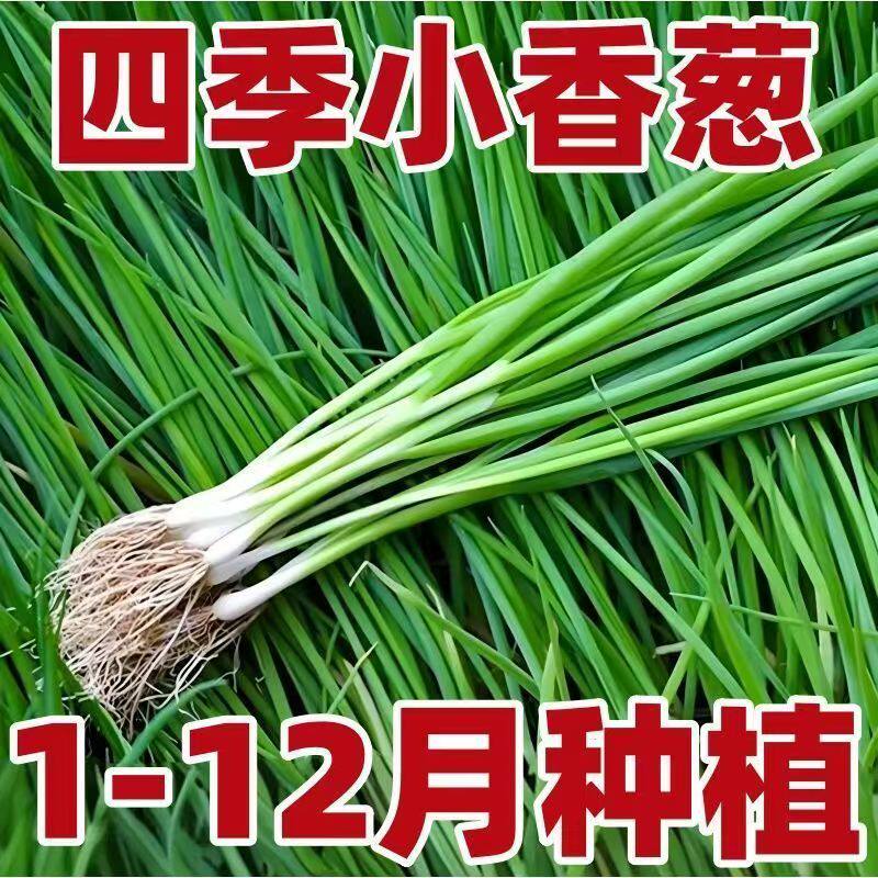 四季小香葱种子春季阳台盆栽农家