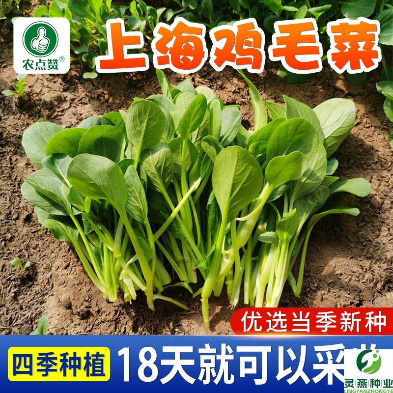 四季上海青鸡毛菜种子白菜菜籽种小青菜种孑阳台盆栽蔬菜种子大全
