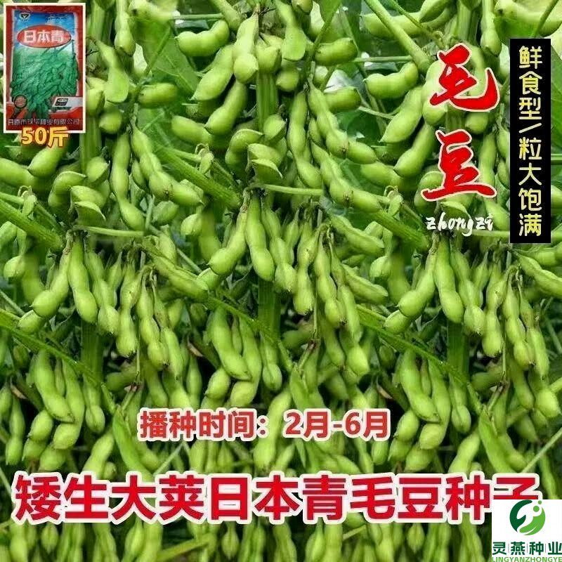春夏毛豆种子日本青黄豆大种籽鲜食高产农家四季播种早熟蔬菜种子