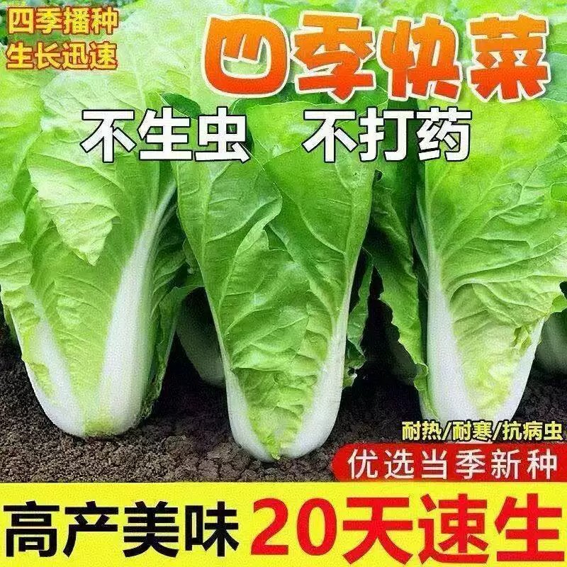 速生早熟耐热小白菜种子20天可吃