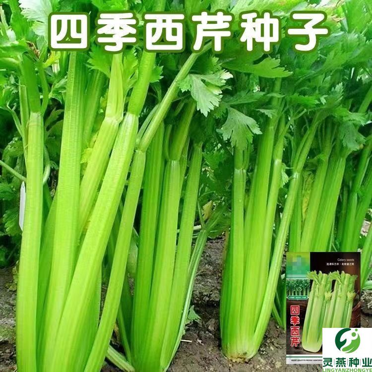 芹菜种子四季西芹玻璃翠实芹菜种籽皇后西芹种子籽蔬菜种子孑大全