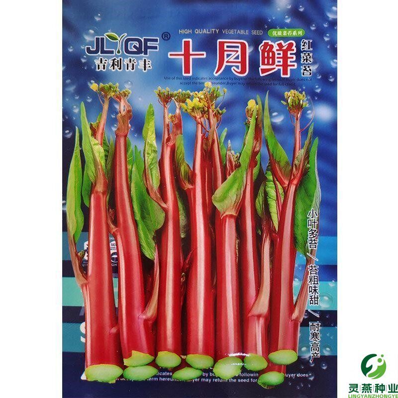 红菜苔种籽红菜心种子蔬菜种阳台菜园盆栽庭院四季红梗香菜苔新种