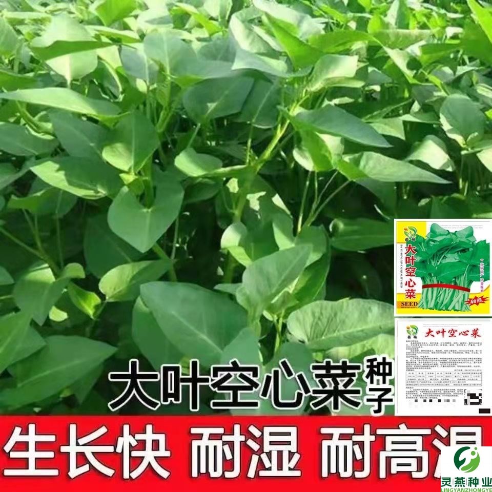 柳叶空心菜种子大叶通心菜种子四季室内阳台盆栽庭院易种蔬菜种子