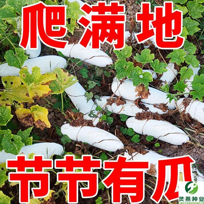 满地爬小冬瓜种种子四季高产粉皮毛节瓜种籽庭院种植蔬菜种子大全