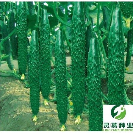 金胚99黄瓜种子|黄瓜种子 青瓜种子 中研黄瓜种子 蔬菜种子亮度好
