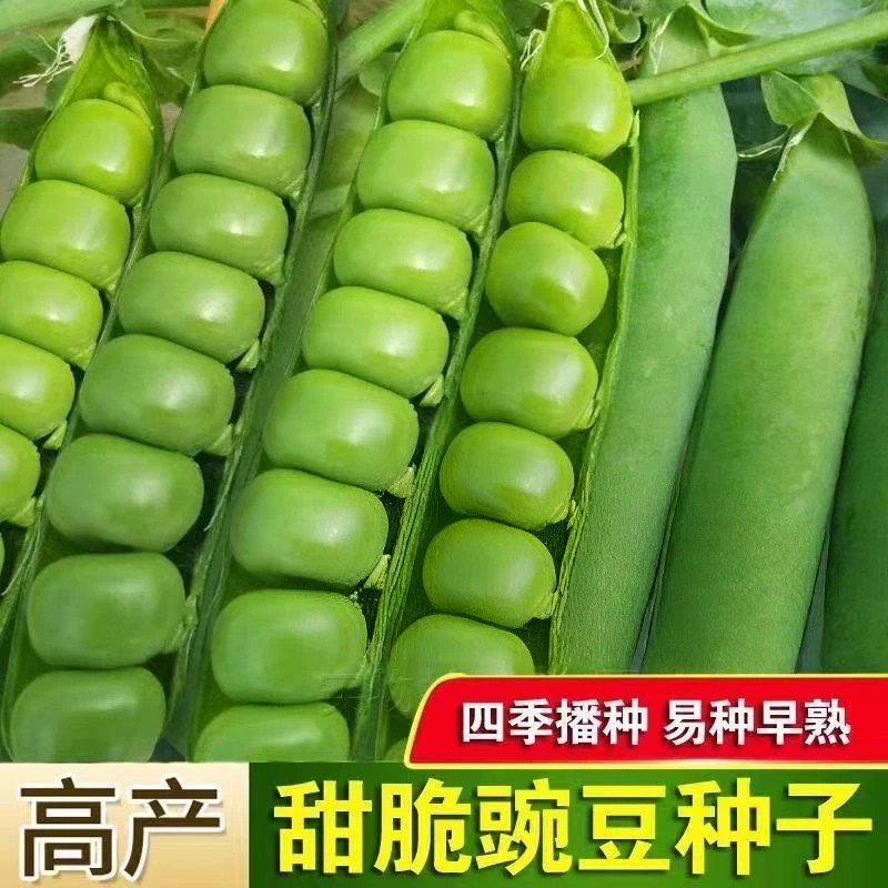 甜脆豌豆种子籽高产庭院农家四季