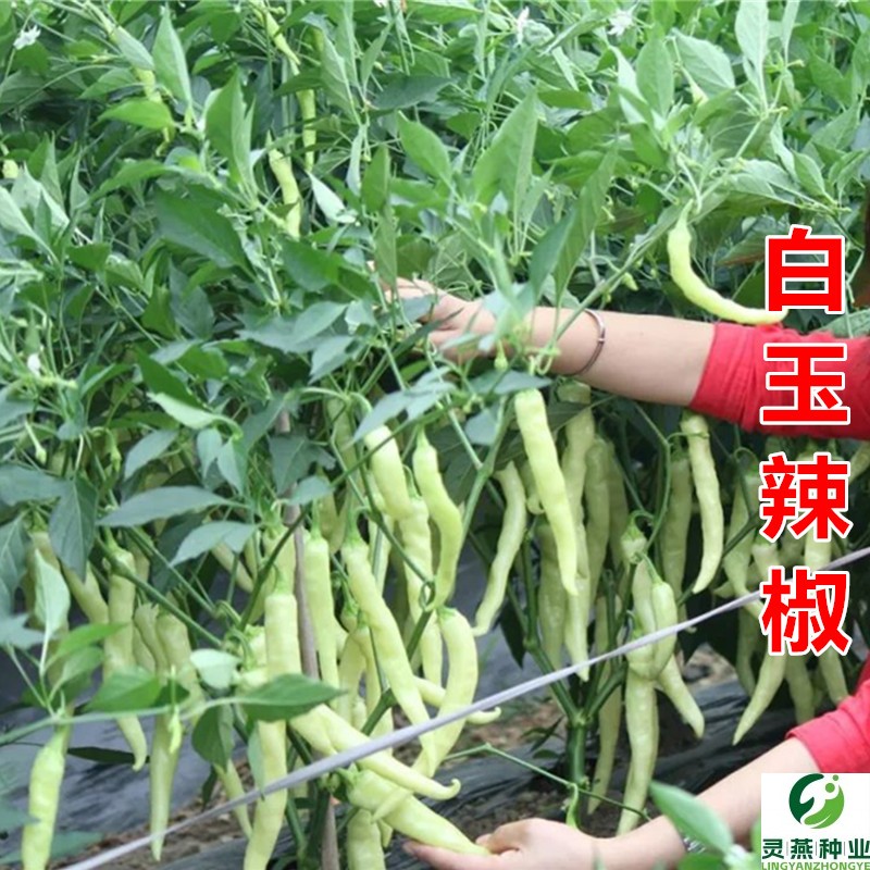 白玉辣椒种子超辣小辣椒泡椒小米椒白辣椒春秋四季盆栽蔬菜种孑籽