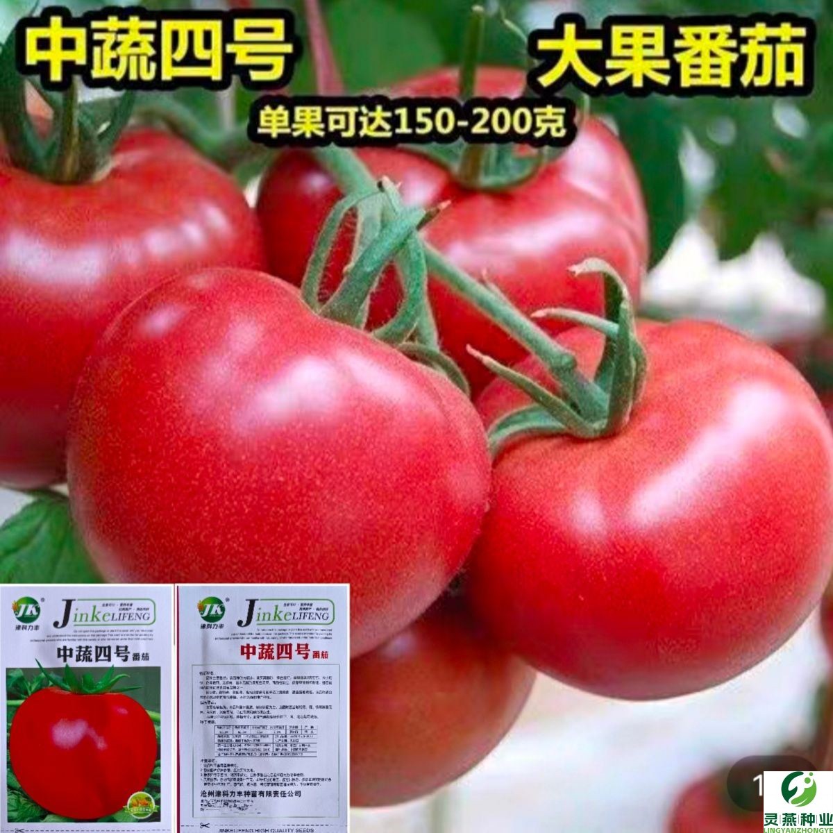 特大西红柿种子中蔬四号超甜大果番茄种籽高产南北四季蔬菜种子