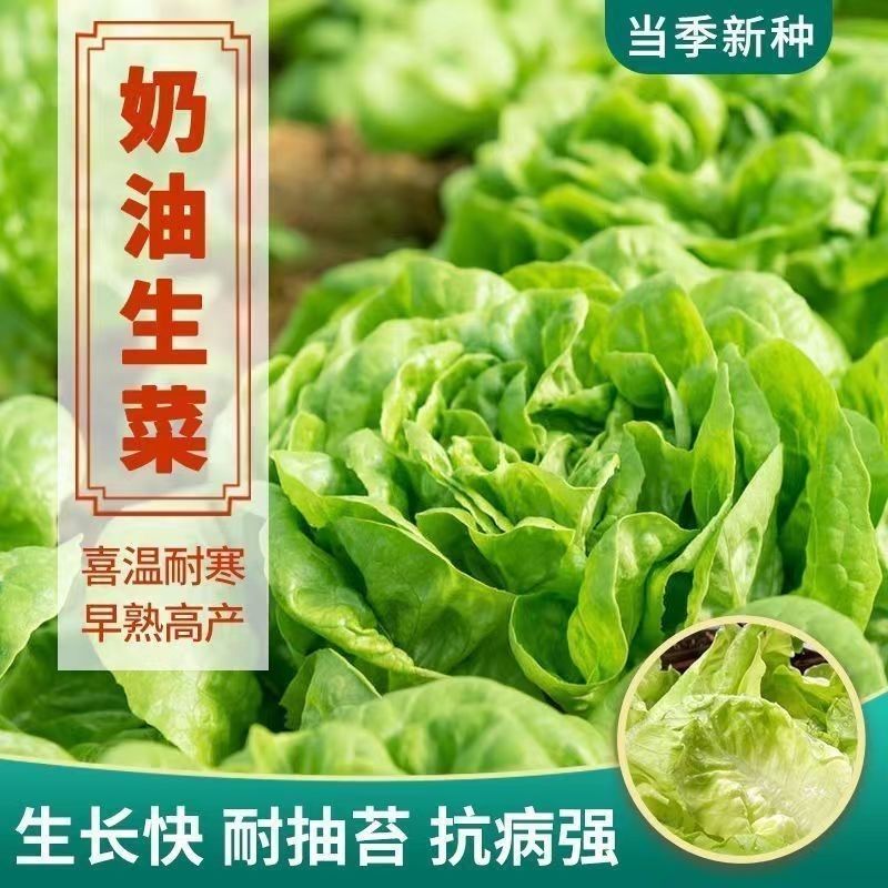 奶油生菜种子种籽四季易种高产