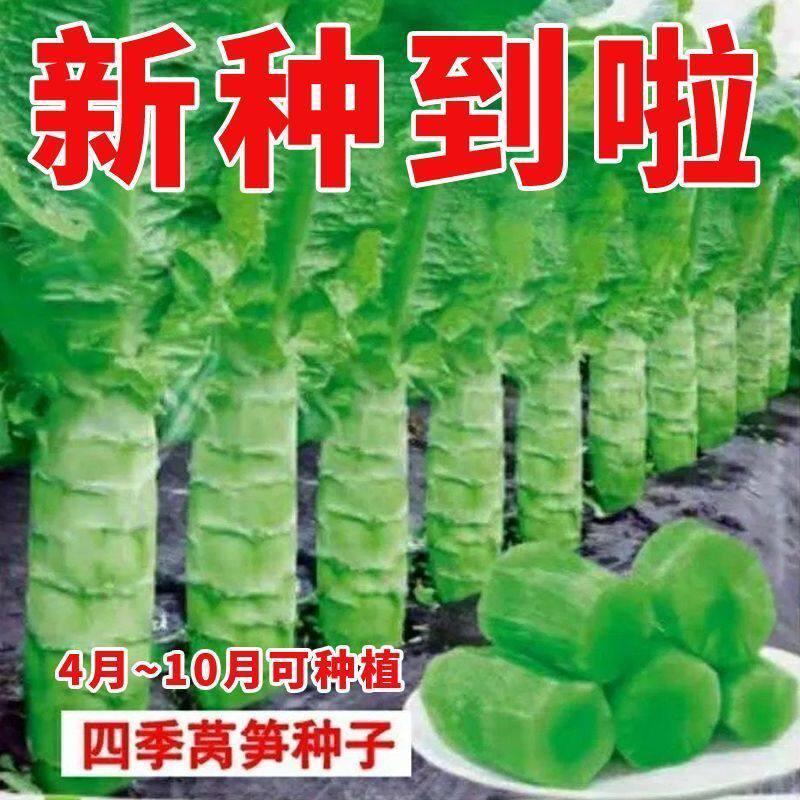 四季莴笋种子青皮绿肉香莴笋高产耐热耐寒春秋冬播蔬菜种子大全