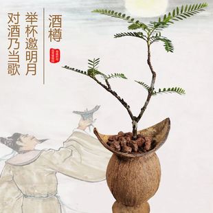 常绿室内客厅书房好养盆栽绿植物 海岛叶下珠椰壳盆景造型美观四季