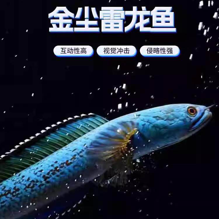 新疆金尘雷龙鱼眼镜蛇雷龙鱼进口观赏热带鱼好养耐活稀有品种包邮