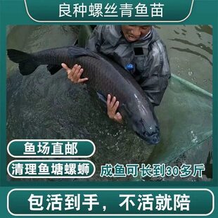 大青鱼苗特大号螺蛳青鱼半斤黑皖鱼苗淡水养殖草鱼苗20厘米包活