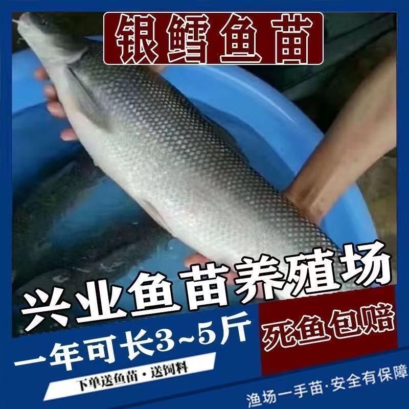 优质淡水银鳕鱼苗大鳞鲃鱼苗淡水鱼苗观赏鱼高档鱼苗包邮包活