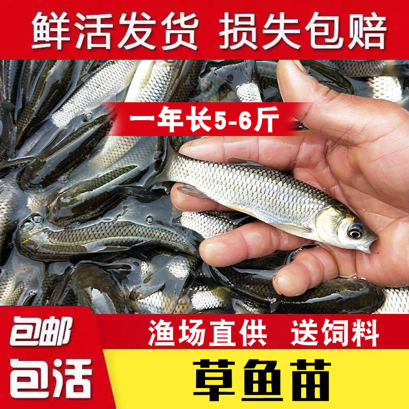 淡水活体养殖食用包邮大种草鱼苗