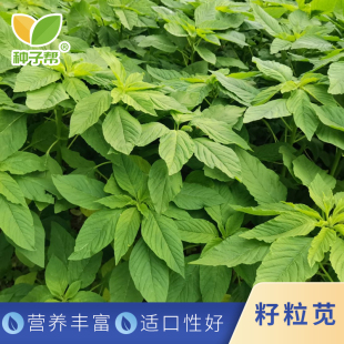 籽粒苋种子喜光耐热牧草蛋白含量高吸收率好鲜嫩适口养猪鸡鹅牧草