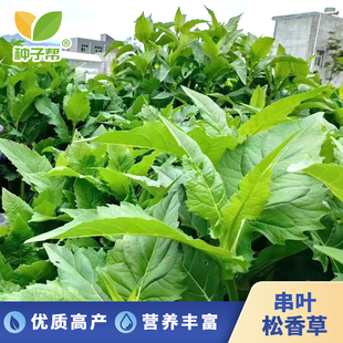 串叶松香草种子教授菊华夏神菊多年生牛羊养猪牧草耐寒大叶蛋白菊