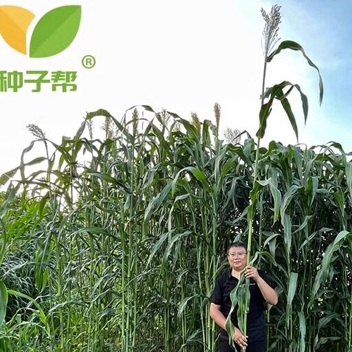 中科甜一号巨型高粱种子耐盐碱喜肥营养丰富多次收割优质牛羊饲草