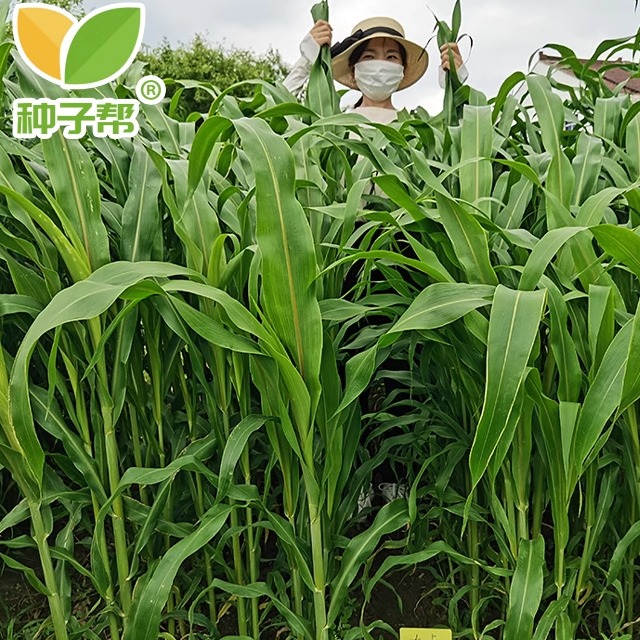 现割现喂牛羊牧草大卡甜高粱