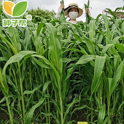现割现喂牛羊牧草大卡甜高粱