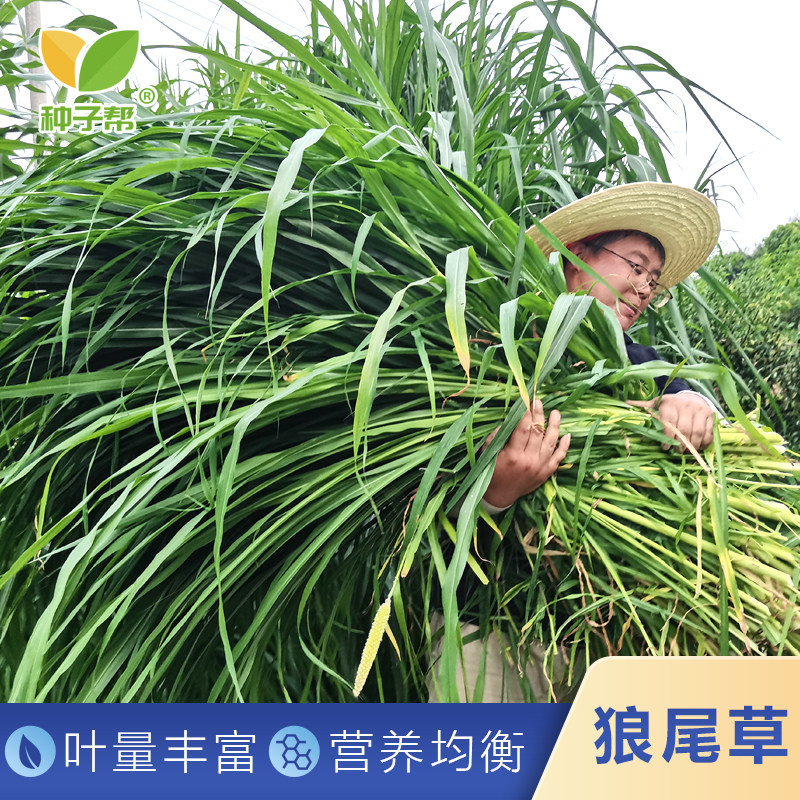 晚熟杂交狼尾草种子耐热耐旱养鱼牛羊喜食青饲草叶片丰富现割现喂