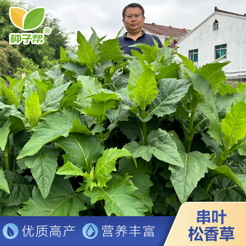 华夏神菊种子串叶松香草大叶蛋白菊多年生蛋白牧草牛羊猪高产牧草