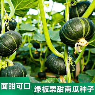 绿板栗南瓜籽春秋四季绿面瓜板栗味粉糯香甜栗小南瓜窝瓜籽