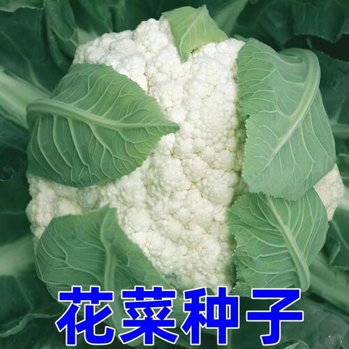 花球紧实洁白优质花菜种子秋季播