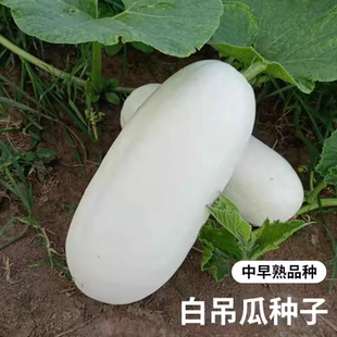 白吊瓜种子栝楼白南瓜种籽庭院爬藤观赏食用蔬菜种孑做馅大白瓜