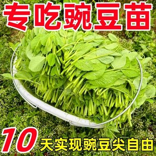 豌豆苗种子四季 播种甜豌豆尖种籽专吃豌豆苗孑豌豆荷兰豆蔬菜种子