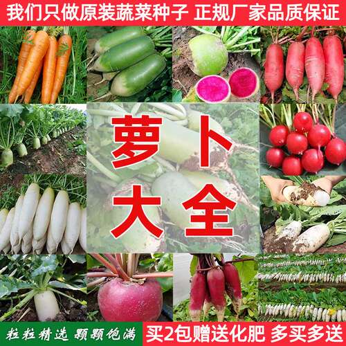 原装萝卜种子大全单包送肥