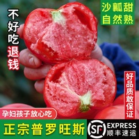 【官方甄選】普羅旺斯西紅柿5斤