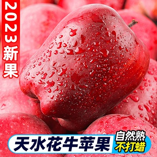 甘肃天水花牛苹果10斤新鲜当季_水果整箱红蛇粉面平果脆甜红苹果5