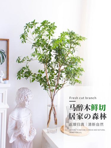 日本进口马醉木水培植物