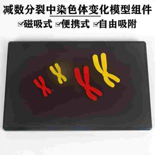 磁吸式初中高中生物减数分裂中染色体变化教具用X学生教学仪器