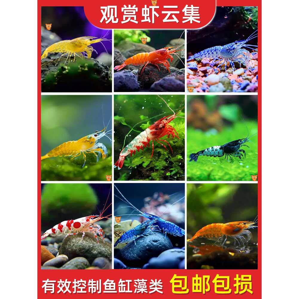 观赏虾极火樱花宽金背琉璃虾香橙香吉士宝石蓝烤漆抱卵淡水虾繁殖
