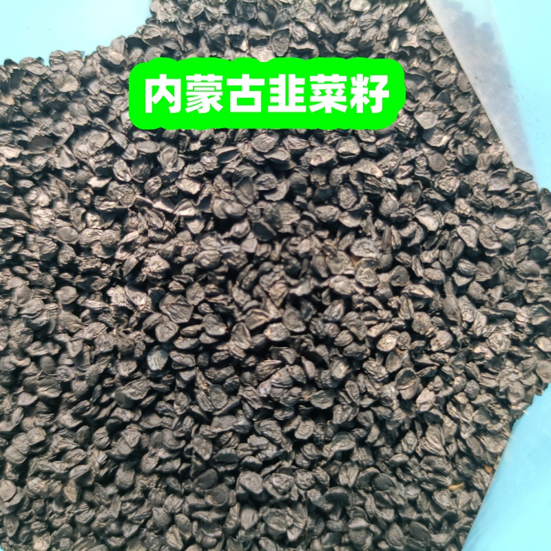 包邮东北生韭菜籽活性好炒熟红枸杞泡水泡酒内蒙古养生滋补菟丝子