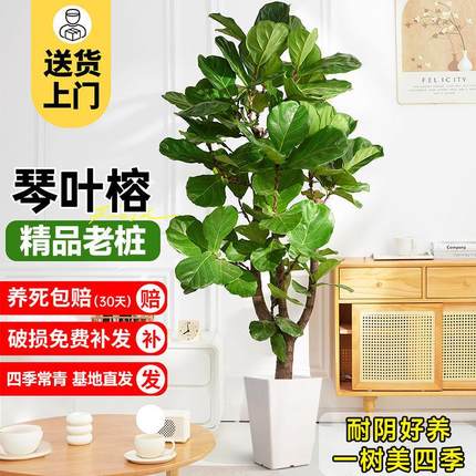 琴叶榕盆栽客厅室内大型绿色植物橡皮树大叶四季好养耐阴小棒棒糖