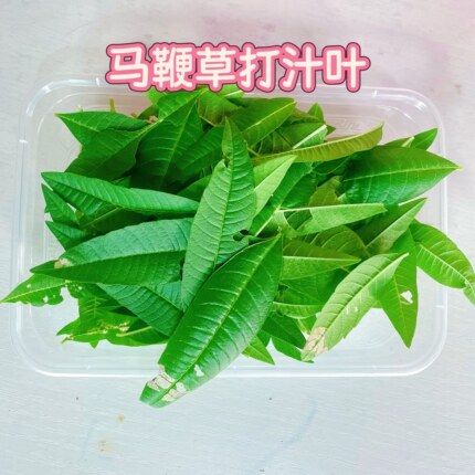 新鲜柠檬马鞭草 烂叶破叶打汁叶可食用西餐香料菜调料烹饪料理